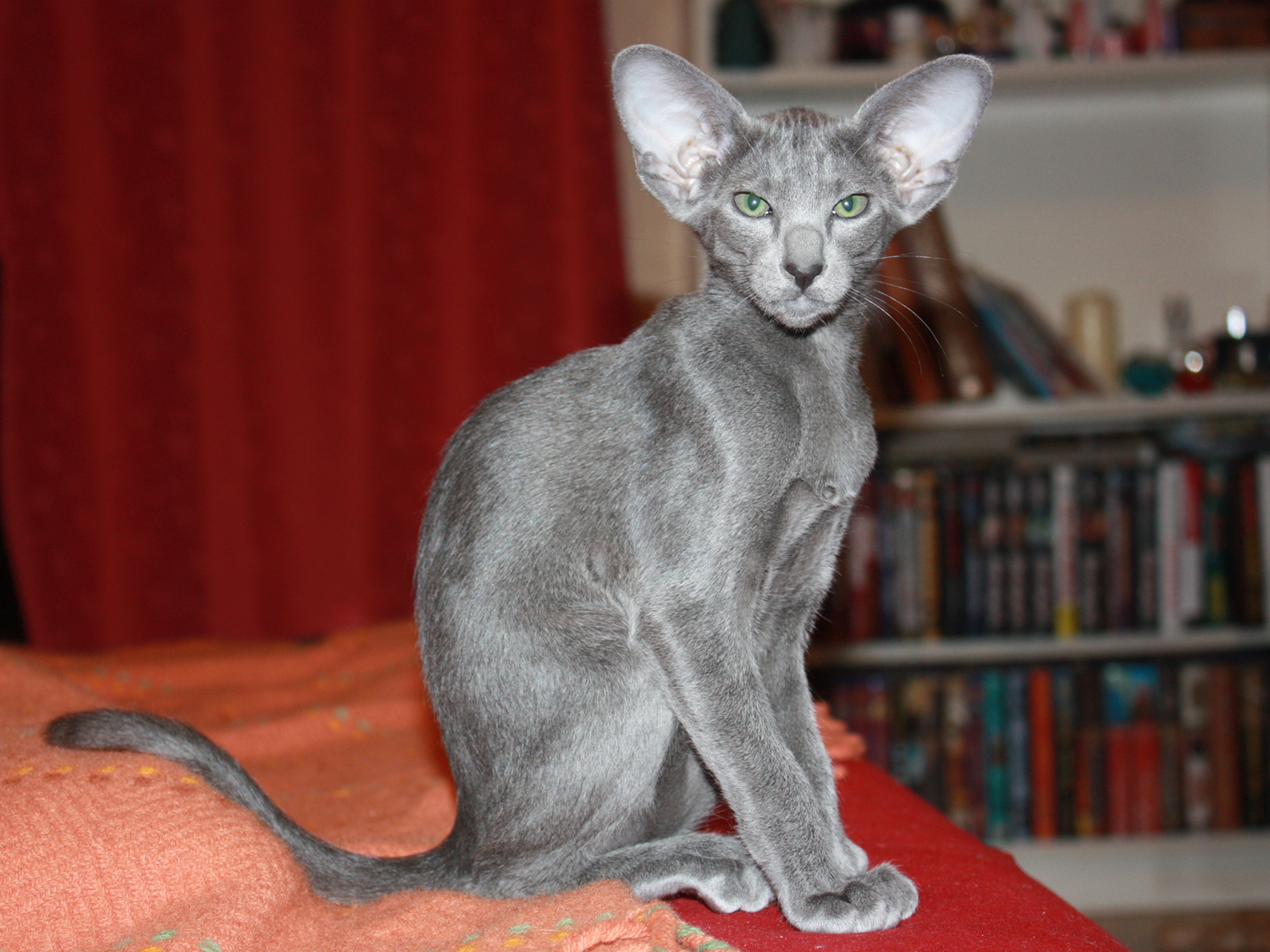 Окрас кошки породы ориентальная. Ориентальная кошка. Серый ориентальный кот. Порода кошек Ориентал. Ориентальная кошка серая.
