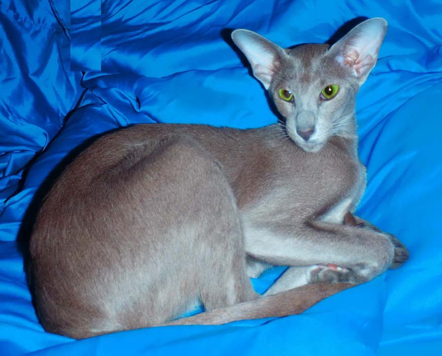 Окрасы ориентальной породы. Кот Ориентал голубой. Ориентальная кошка голубая. Лиловый кот Ориентал. Ориентальная кошка лиловая.